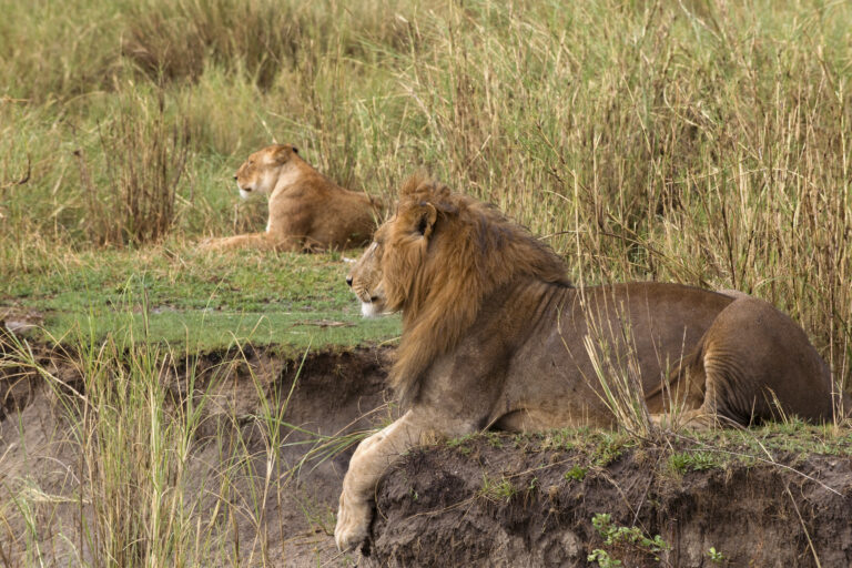 6-Day Tanzania Safari with Materuni Waterfalls and Coffee