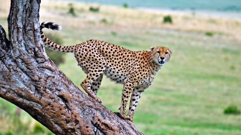 12-Day Private Lodge Safari: Tarangire, Serengeti, Lake Manyara, Ngorongoro Crater and Arusha National Park