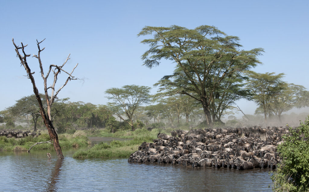 7-Day Tanzania Safari with Materuni Waterfalls and Coffee