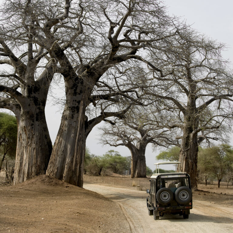 6-Day Budget Group Safari: Tarangire, Serengeti, Lake Manyara and Ngorongoro Crater